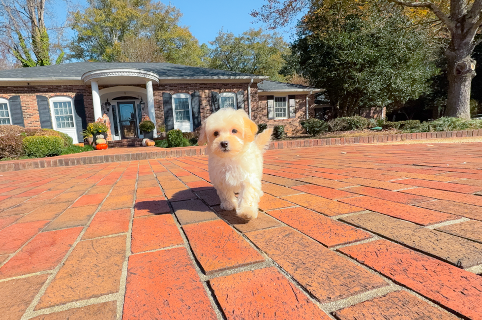 9 week old Maltipoo Puppy For Sale - Simply Southern Pups