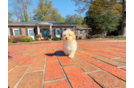 Cute Malt a Poo Poodle Mix Puppy