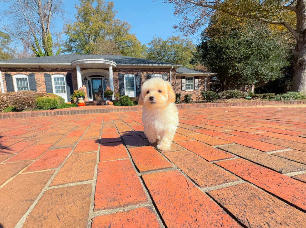 Cute Malt a Poo Poodle Mix Puppy