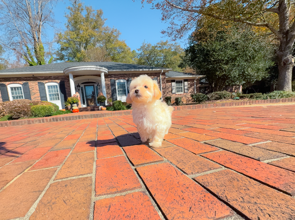 Maltipoo Puppy for Adoption