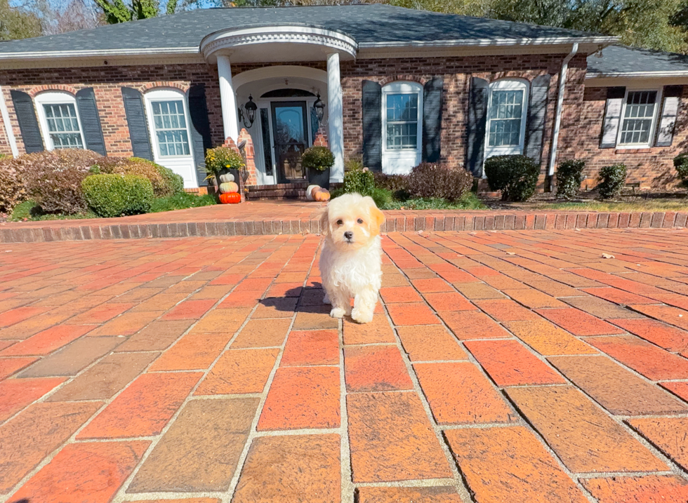 Maltipoo Pup Being Cute