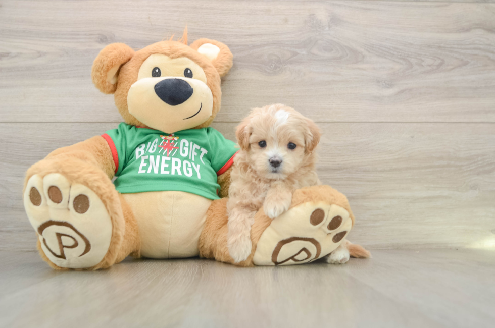 5 week old Maltipoo Puppy For Sale - Simply Southern Pups