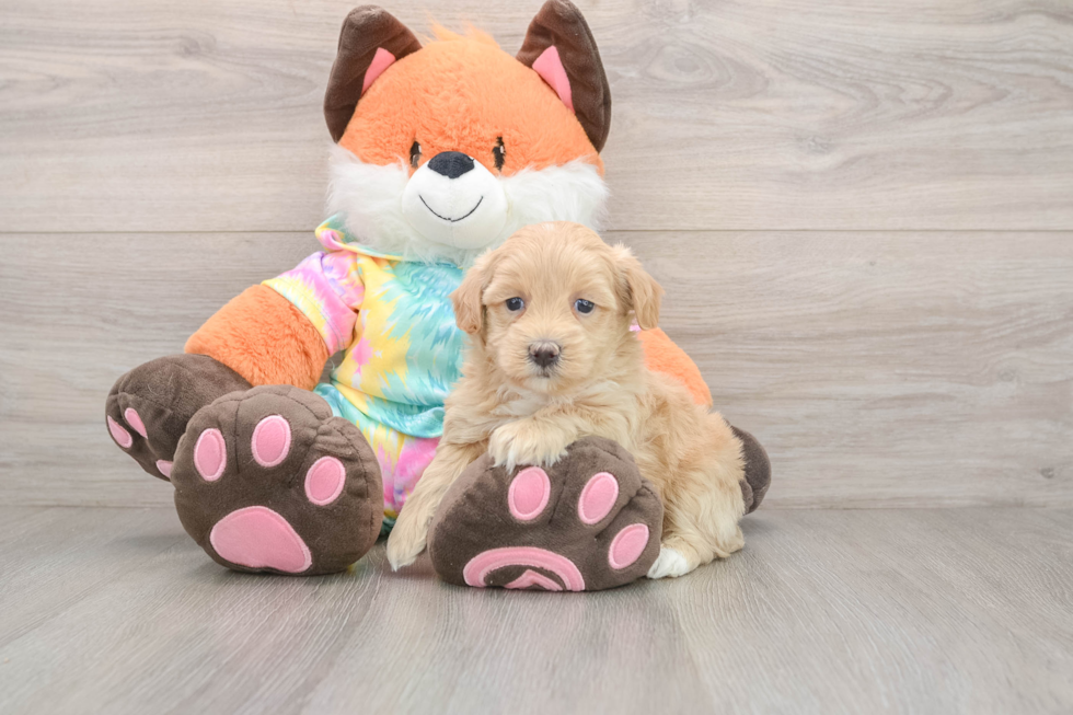 Hypoallergenic Malt a Poo Poodle Mix Puppy