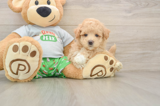 Petite Maltipoo Poodle Mix Pup
