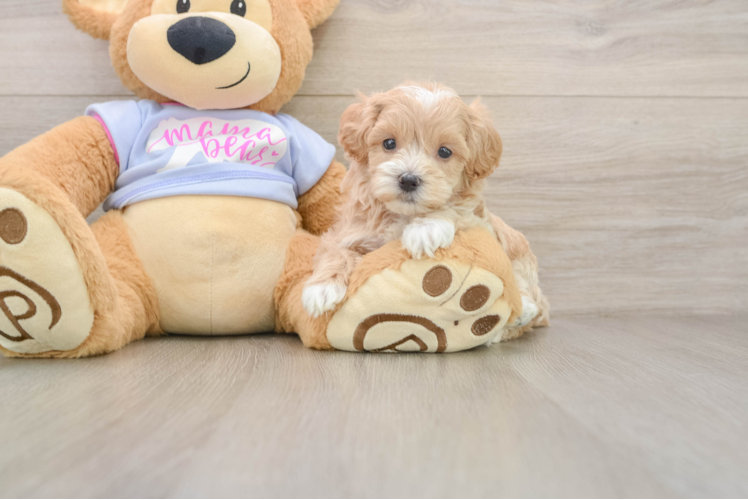 Small Maltipoo Baby