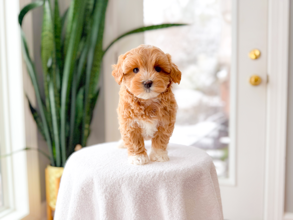 Cute Malt a Poo Poodle Mix Puppy