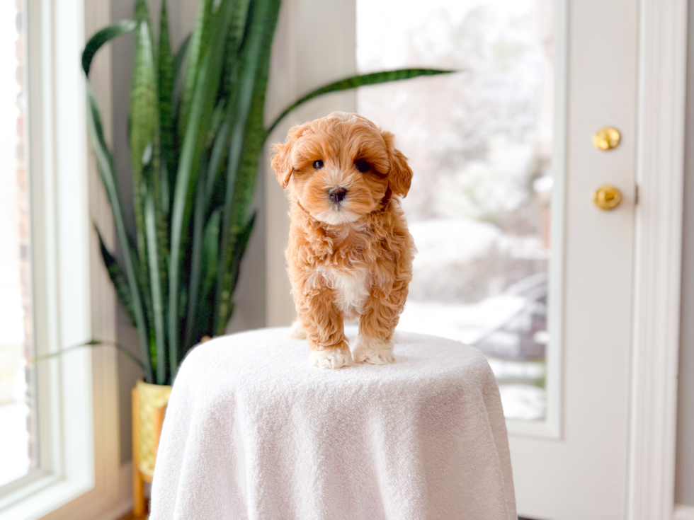 Maltipoo Pup Being Cute
