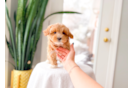 Cute Maltipoo Poodle Mix Pup