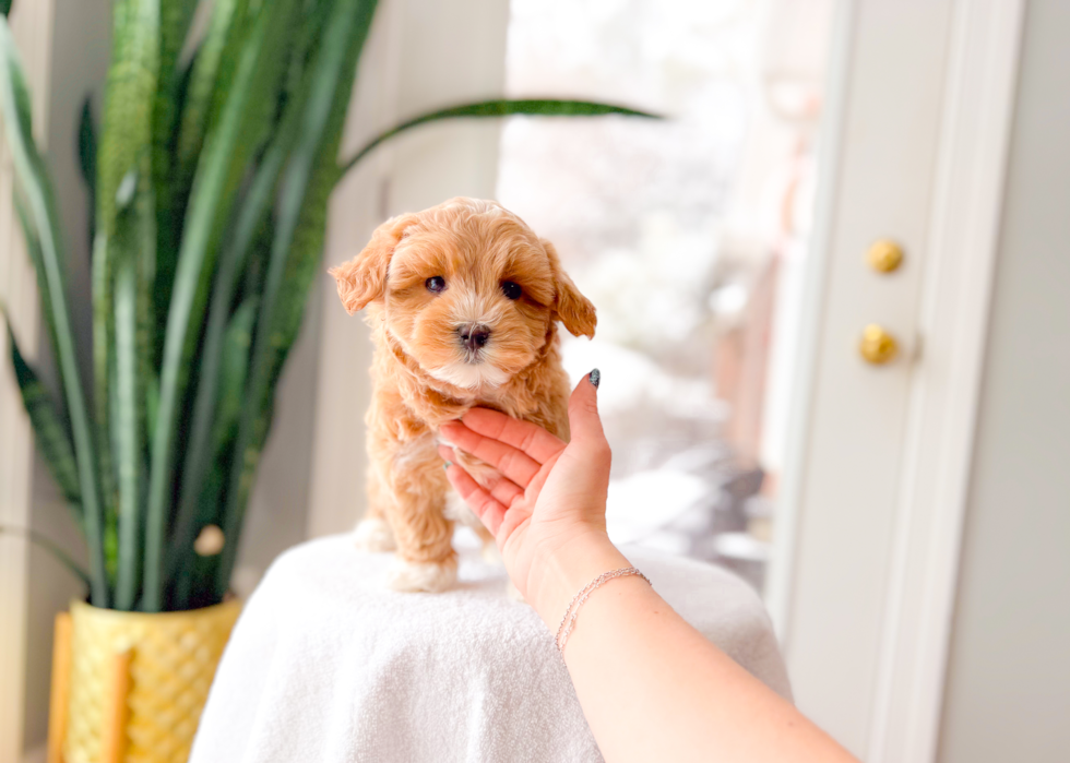 Cute Maltipoo Poodle Mix Pup