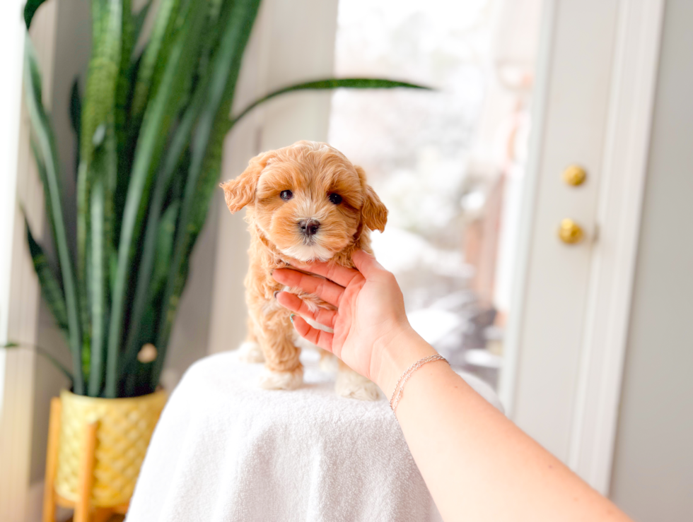 Cute Malt a Poo Poodle Mix Puppy