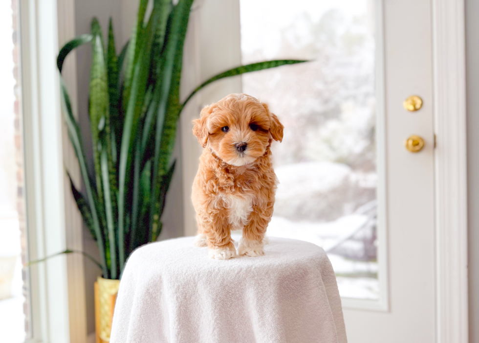 Cute Maltipoo Baby