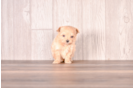 Cute Maltipoo Poodle Mix Pup