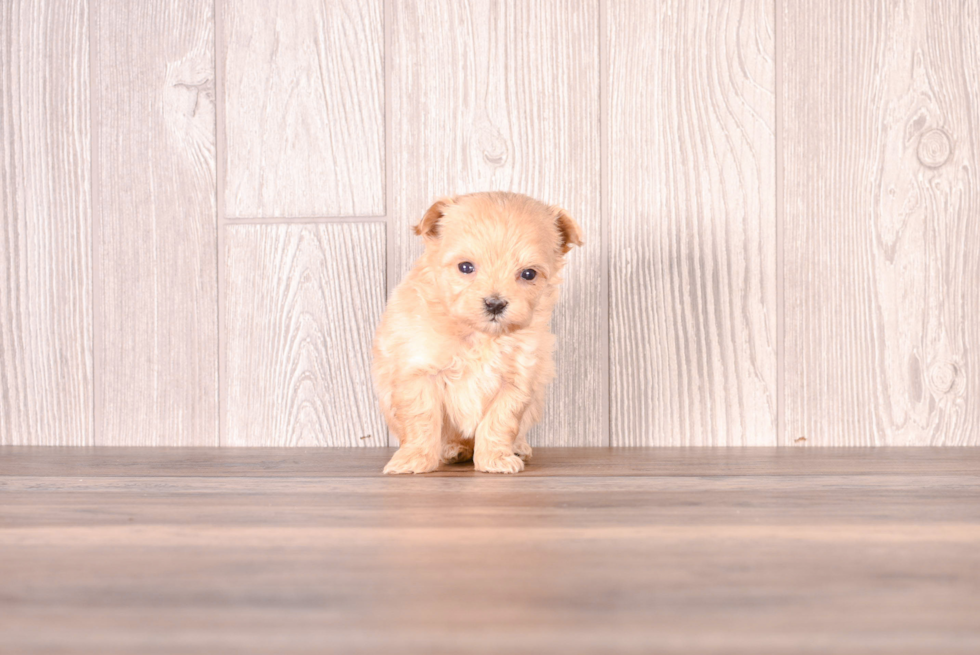 Cute Maltipoo Poodle Mix Pup