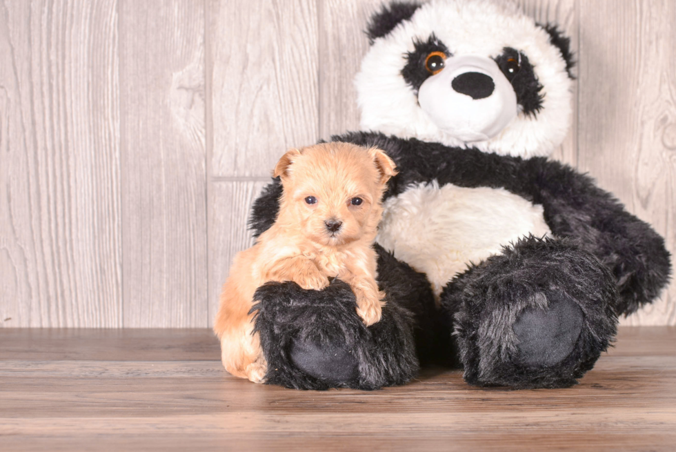 Cute Malt a Poo Poodle Mix Puppy