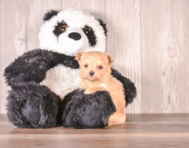 7 week old Maltipoo Puppy For Sale - Simply Southern Pups