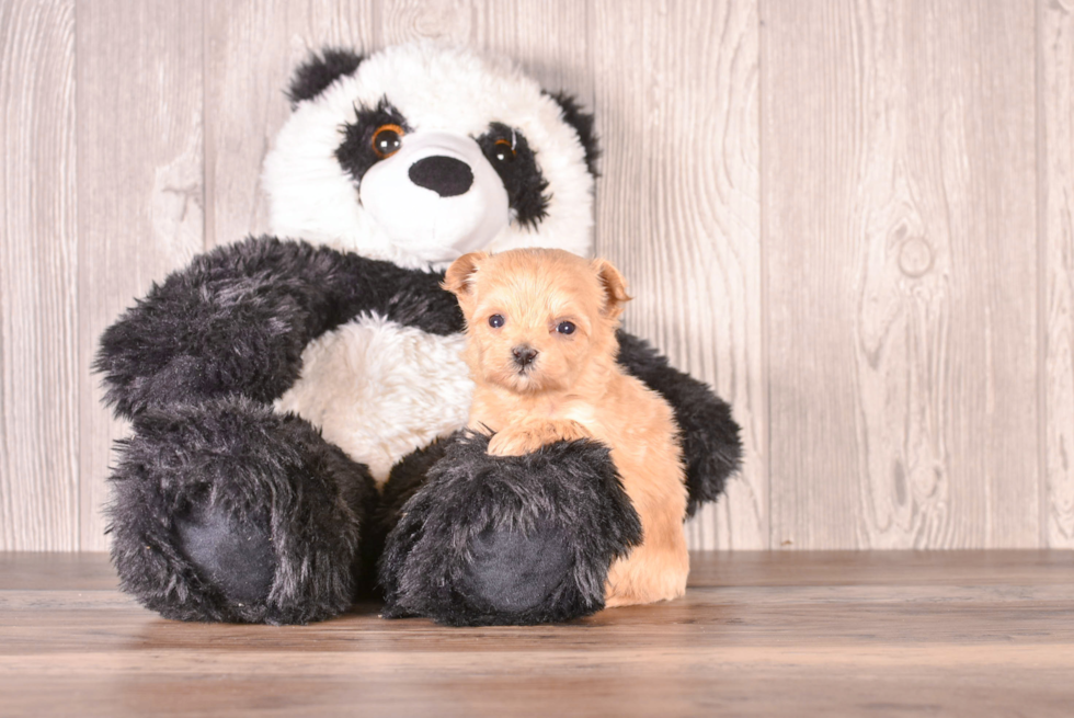 Cute Malt a Poo Poodle Mix Puppy