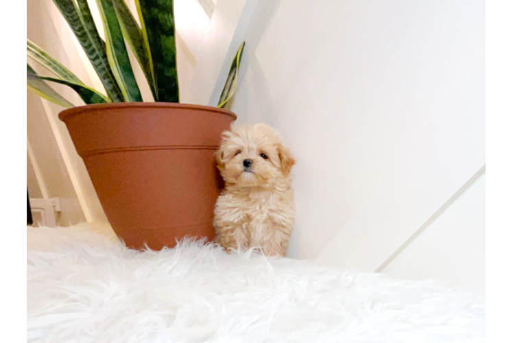 Cute Maltipoo Baby