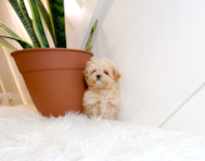 10 week old Maltipoo Puppy For Sale - Simply Southern Pups