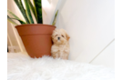 Cute Maltipoo Baby