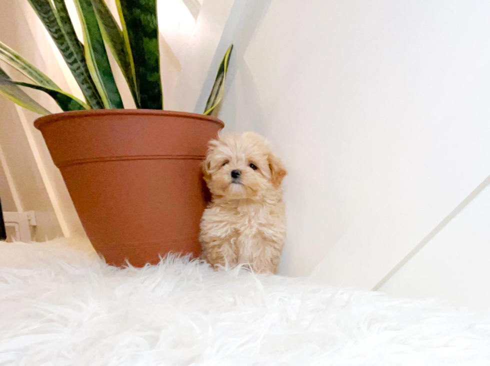 Cute Maltipoo Baby