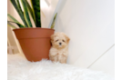 Cute Maltipoo Baby