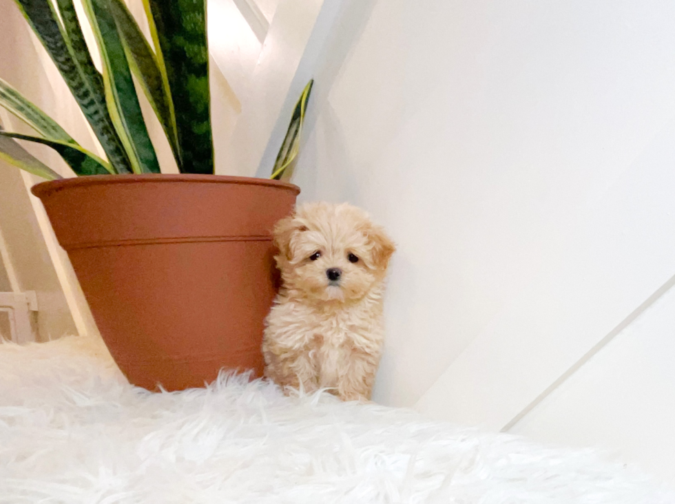 Cute Maltipoo Baby