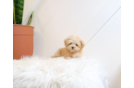 Cute Malt a Poo Poodle Mix Puppy