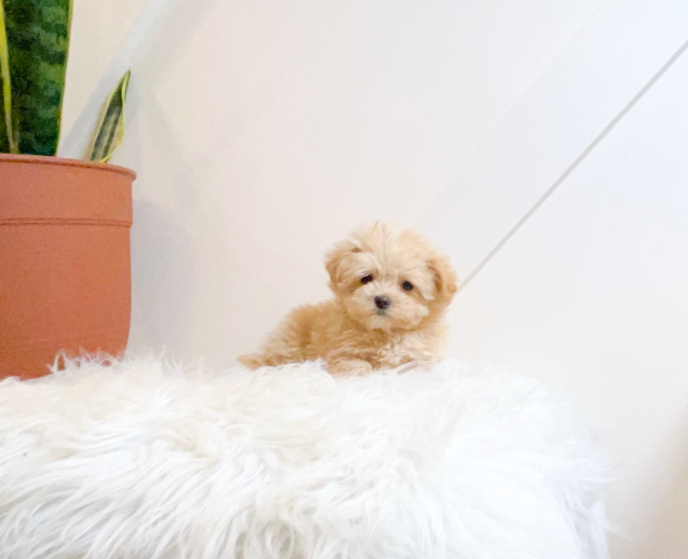 Cute Malt a Poo Poodle Mix Puppy