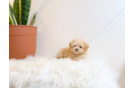 Best Maltipoo Baby