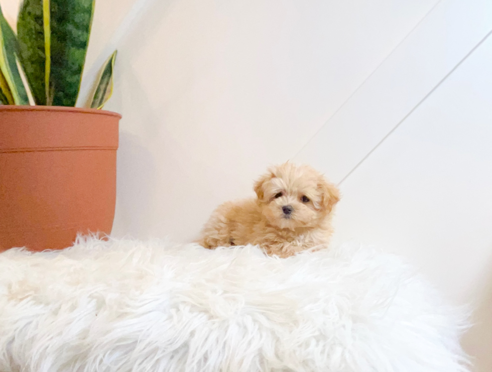 Best Maltipoo Baby