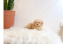 Maltipoo Puppy for Adoption