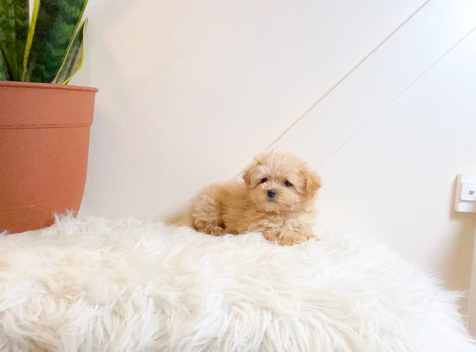 Maltipoo Puppy for Adoption