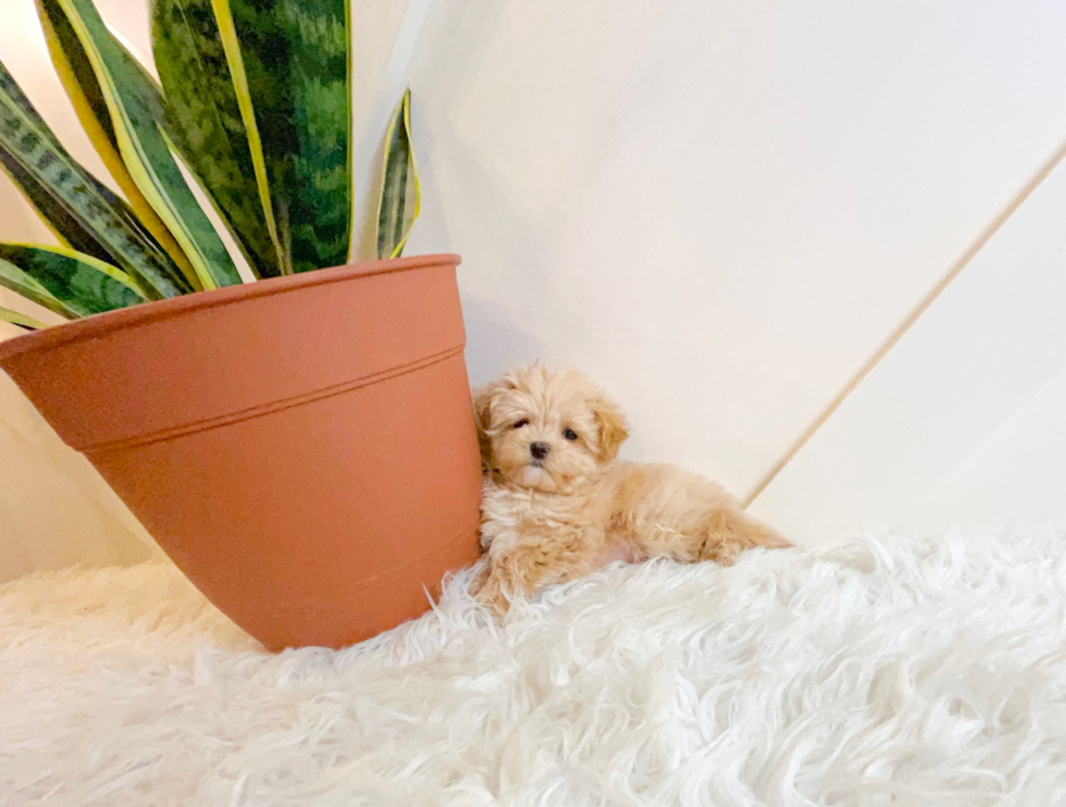 Best Maltipoo Baby
