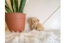 Maltipoo Pup Being Cute