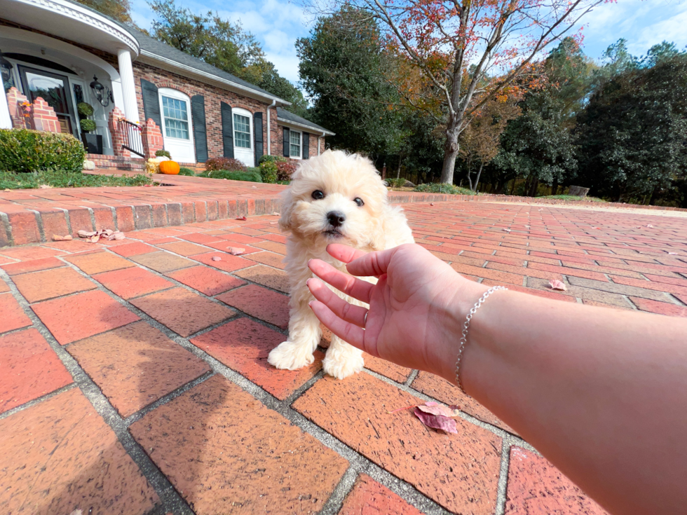 Best Maltipoo Baby