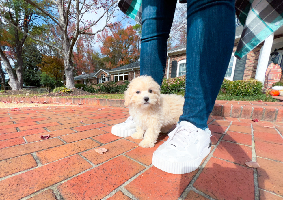 Maltipoo Puppy for Adoption