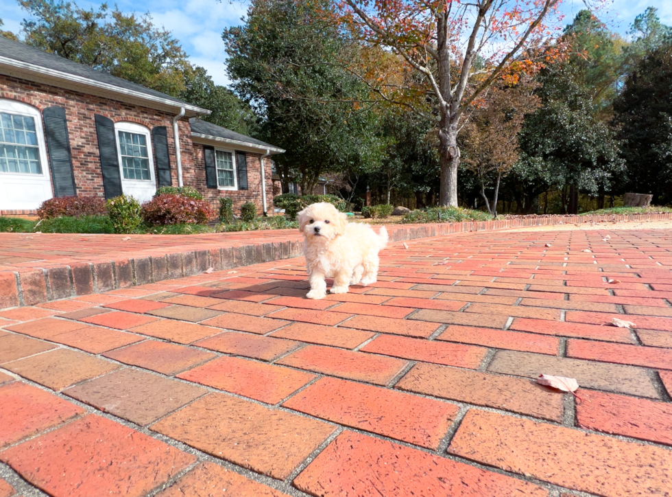 Best Maltipoo Baby