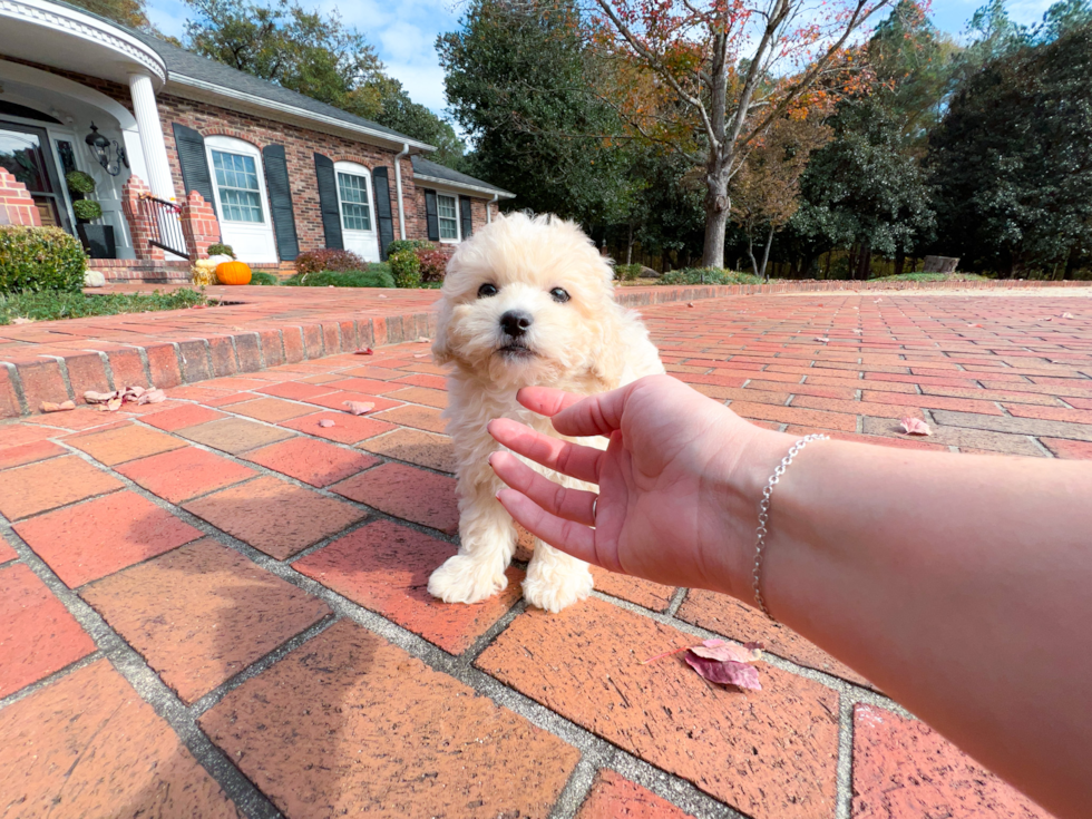 Cute Maltipoo Baby