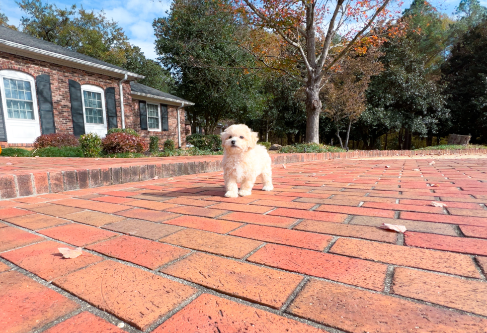 Maltipoo Puppy for Adoption