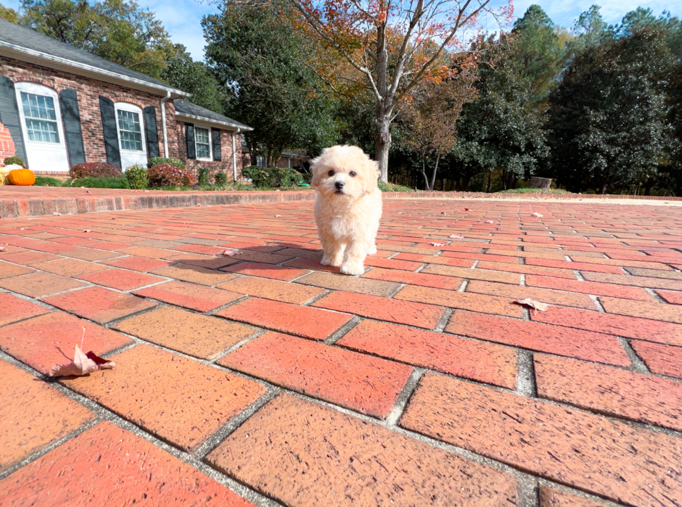 Maltipoo Puppy for Adoption