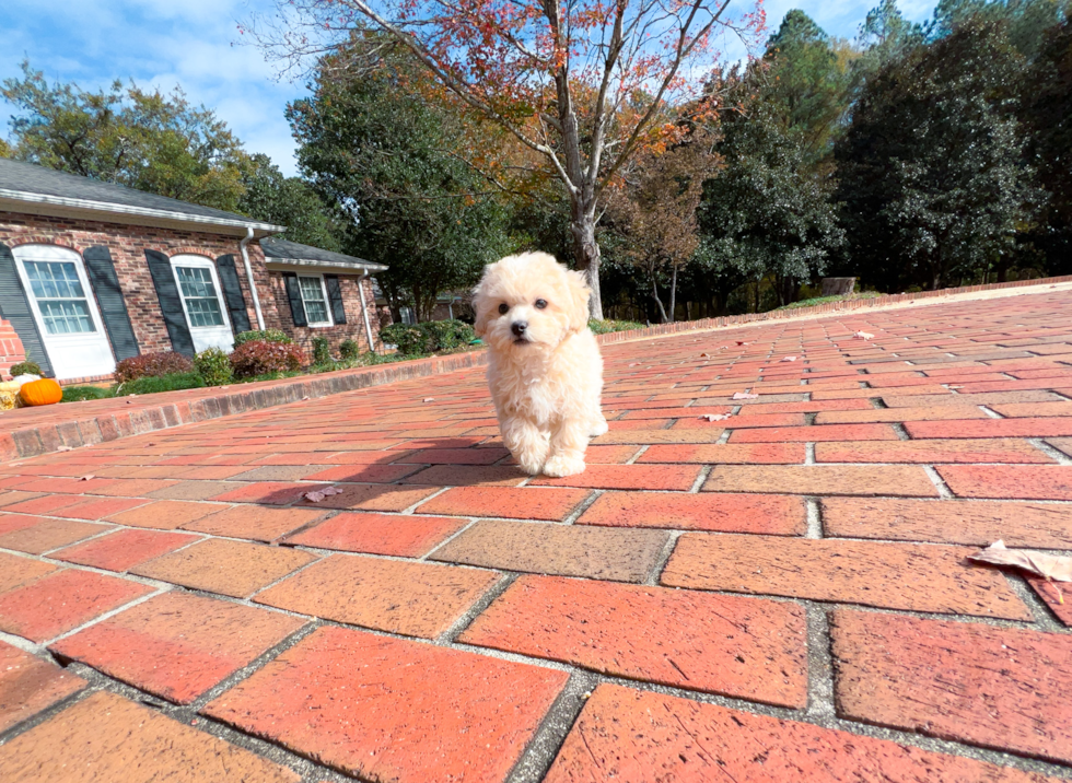 Best Maltipoo Baby