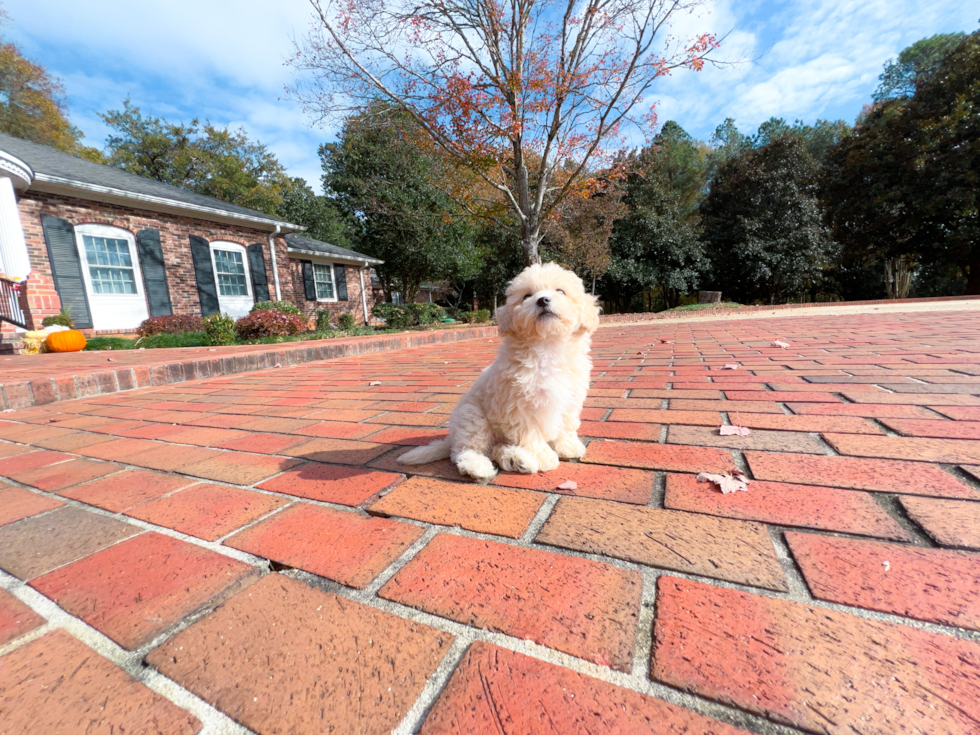 Cute Maltipoo Baby