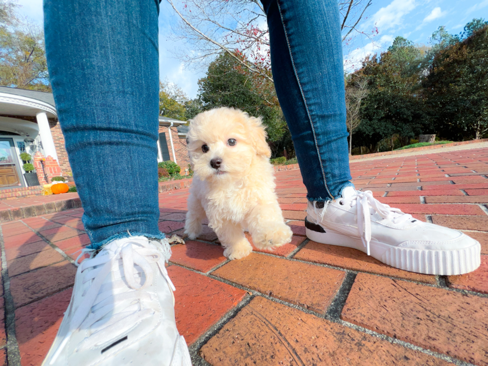 Cute Maltepoo Poodle Mix Puppy