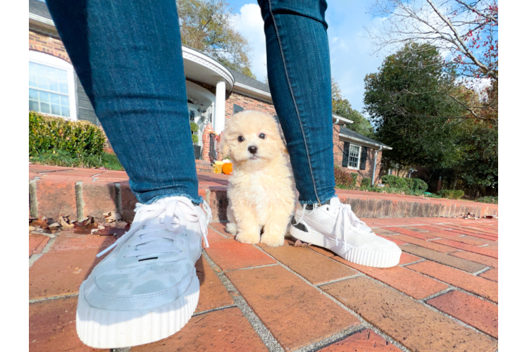 Cute Maltipoo Poodle Mix Pup