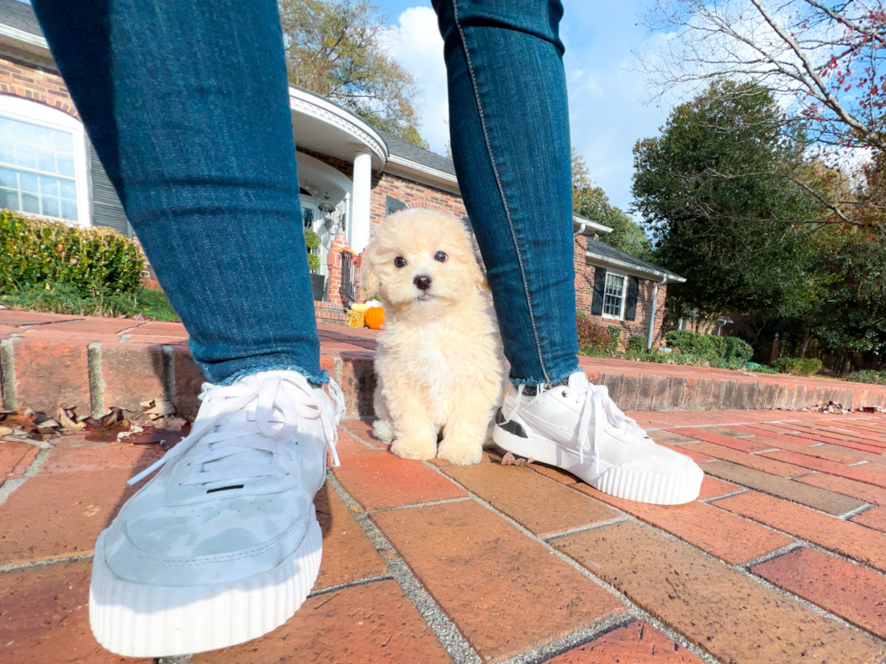 Cute Maltipoo Poodle Mix Pup