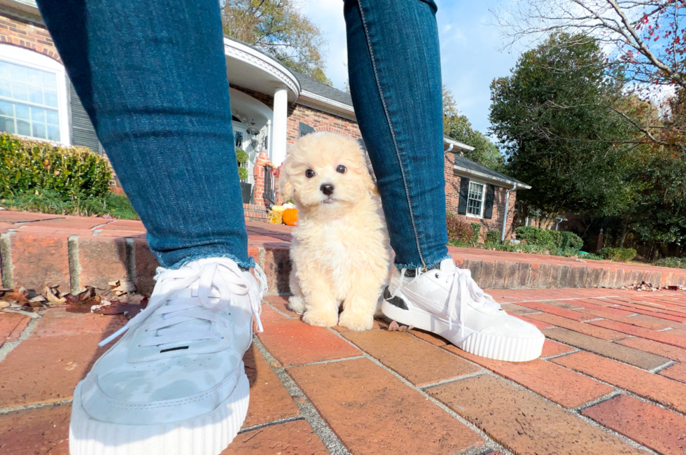 12 week old Maltipoo Puppy For Sale - Simply Southern Pups