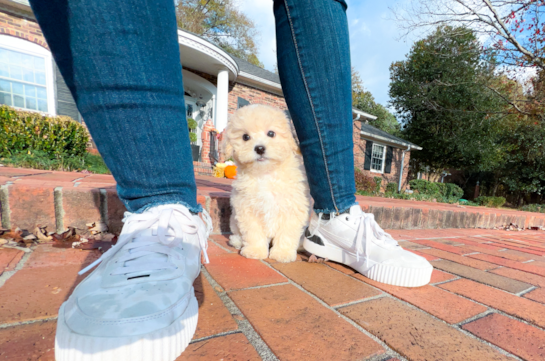 Cute Maltipoo Poodle Mix Pup