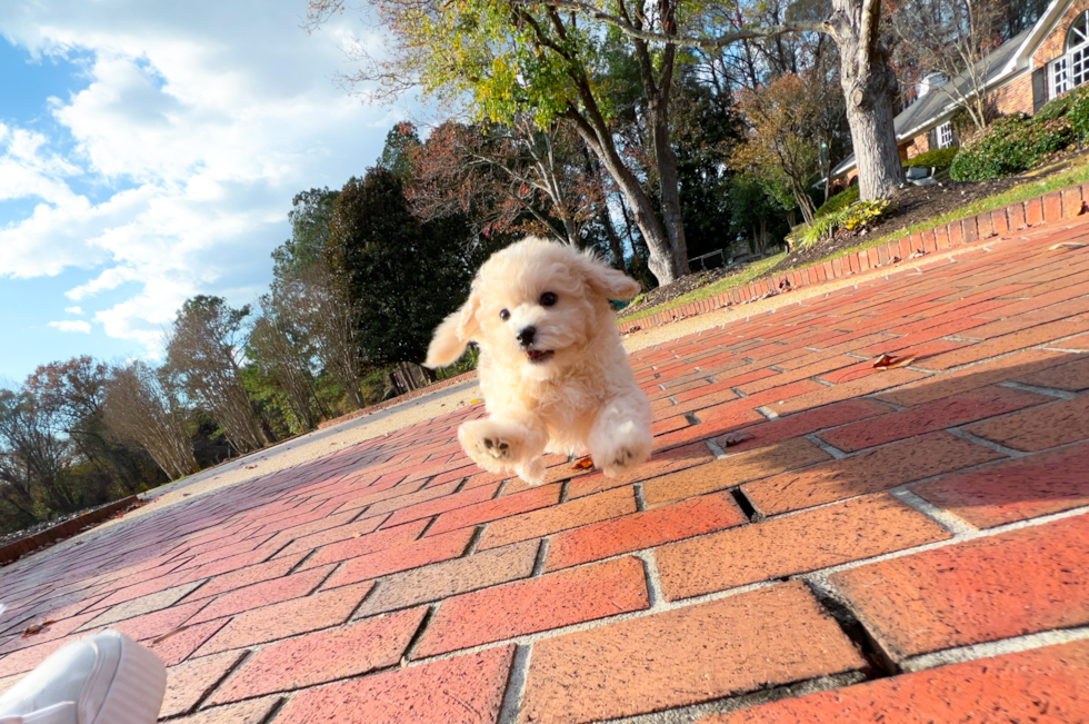 Cute Maltipoo Baby