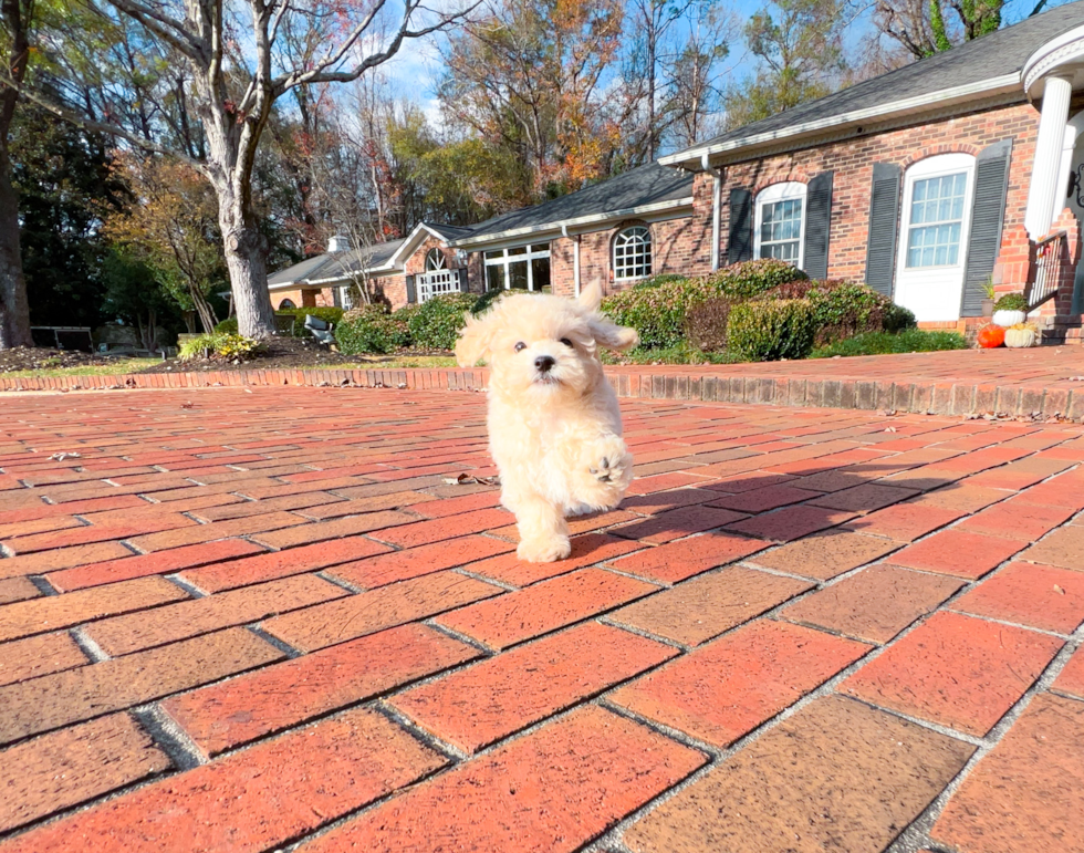 Maltipoo Puppy for Adoption