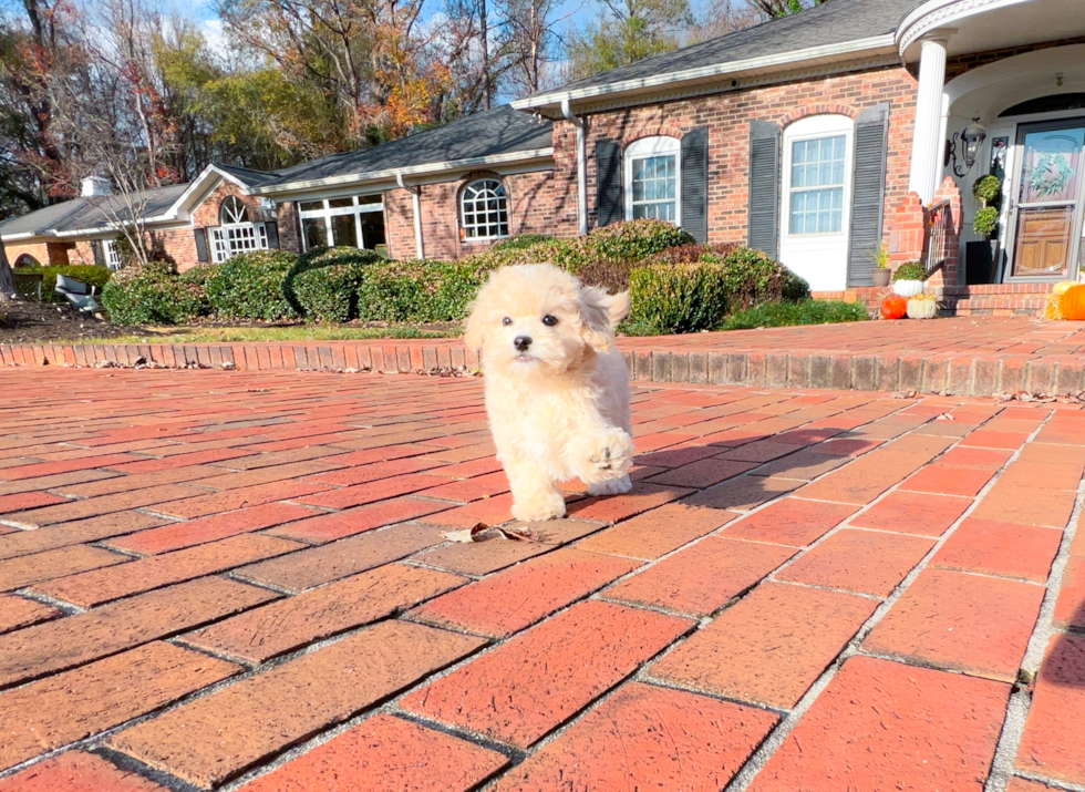 Maltipoo Pup Being Cute